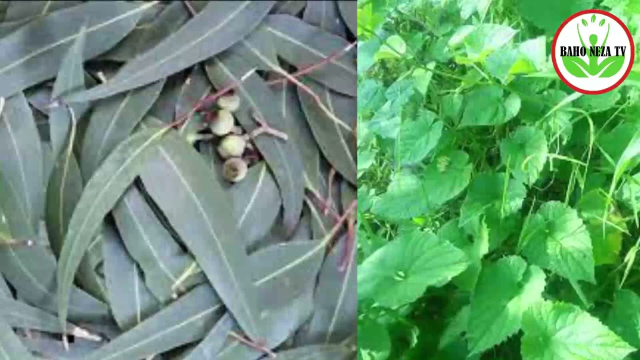 Umuti wa Asima Wakira Mu Minsi 14 💨