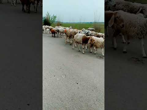 sheep videos #sheep #goat #animals #cute #animal #sheepandgoats #cuteanimal