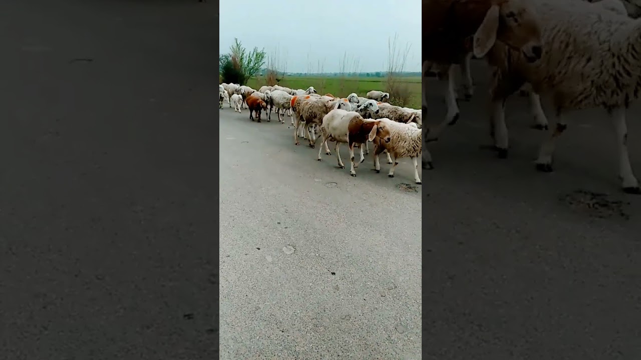 Adorable Sheep and Goats Cuteness Compilation 🐑🐐