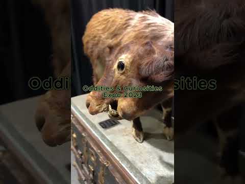Oddities and Curiosities Expo 2023