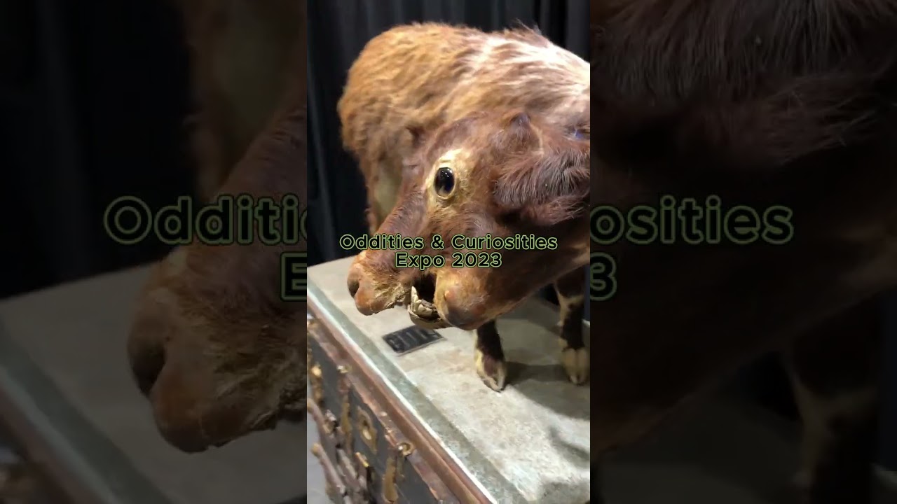 Oddities and Curiosities Expo 2023 Recap