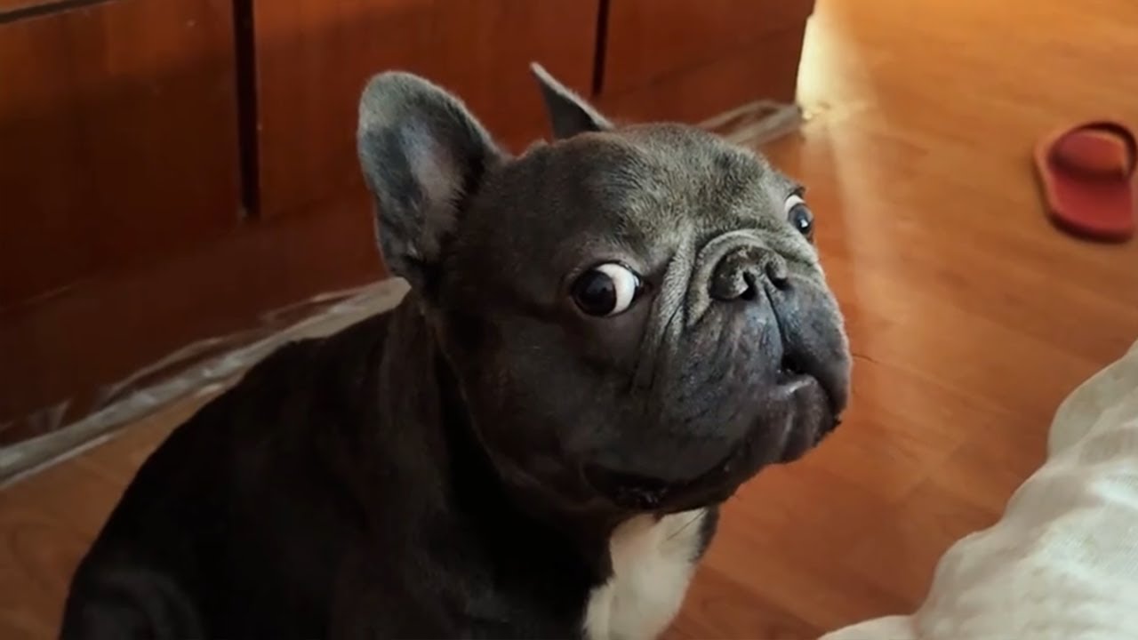 French Bulldogs' Dramatic Moments π€£