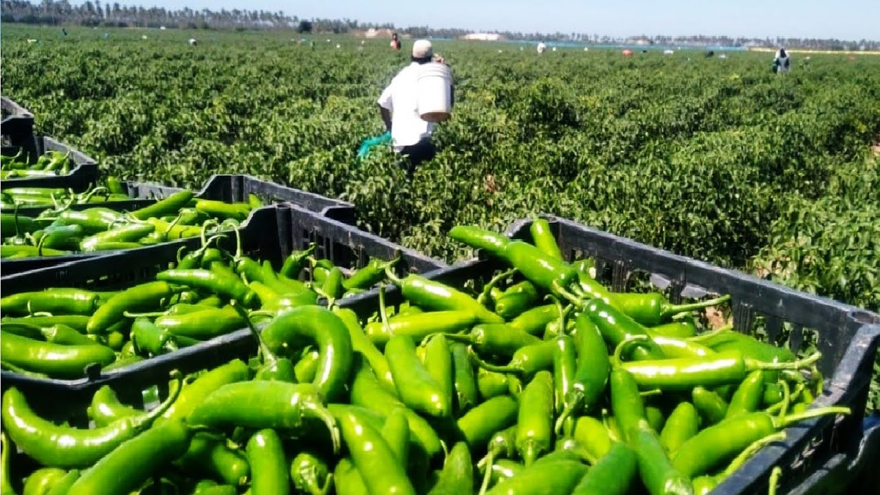 Green Chili & Jalapeño Farming & Processing 🌶️