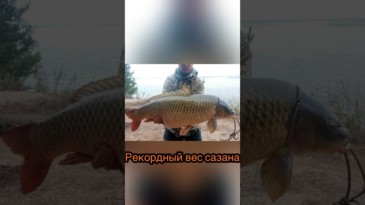 Самый большой сазан в России 🐟