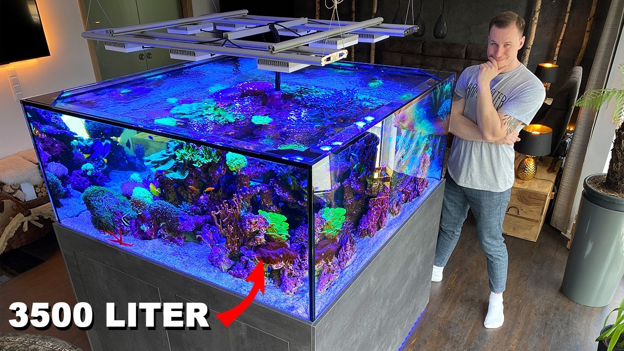 Explore a Stunning 920-Gallon German Reef Tank – Private Tour 🌊