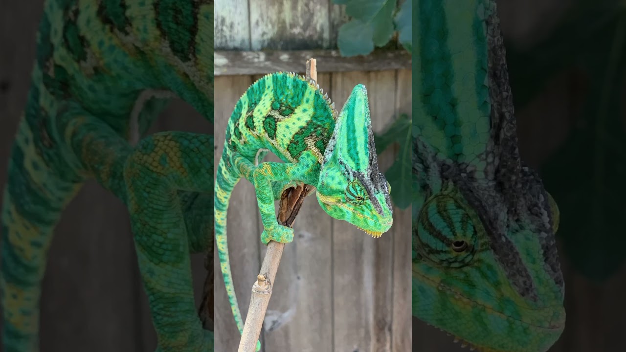 Top 5 Fascinating Chameleons 🦎