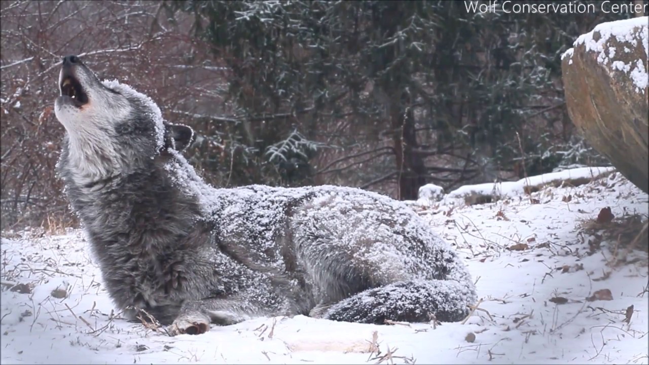 The Wolf's Howl Gives You Chills. The Good Kind.