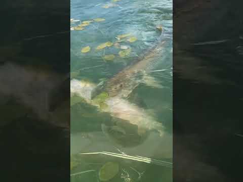 Огромная Щука схватила щуку поменьше