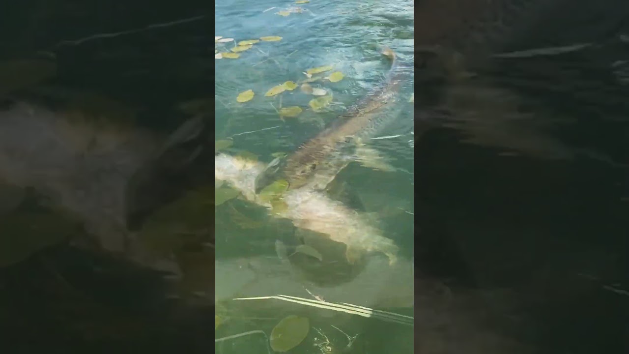 Ужасающая сцена: огромная щука поймала меньшую в воде 🎣