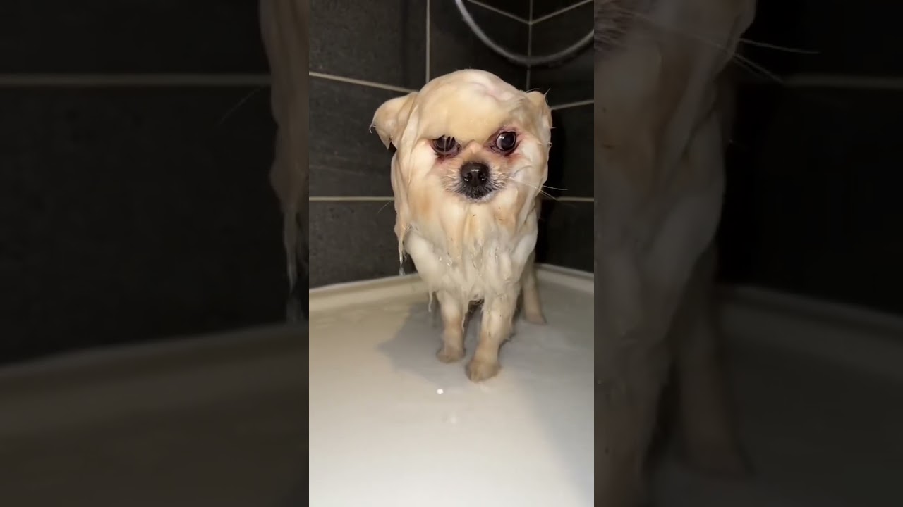 Problème avec mon chien, je le lave ❤️