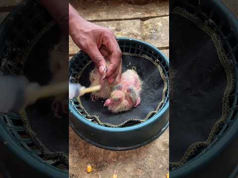 How to feed a baby pigeon #pigeon #feeding
