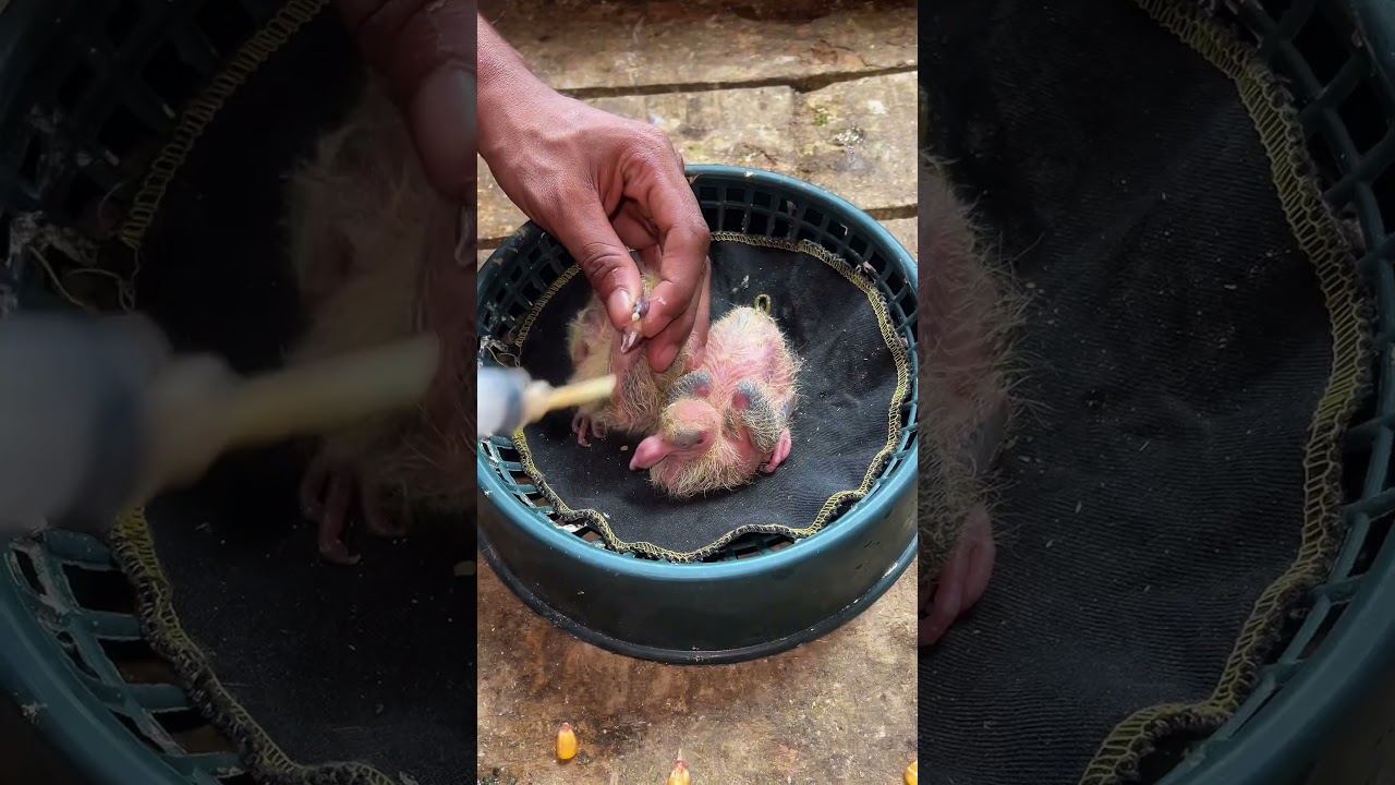 Guide to Feeding Baby Pigeons 🐦