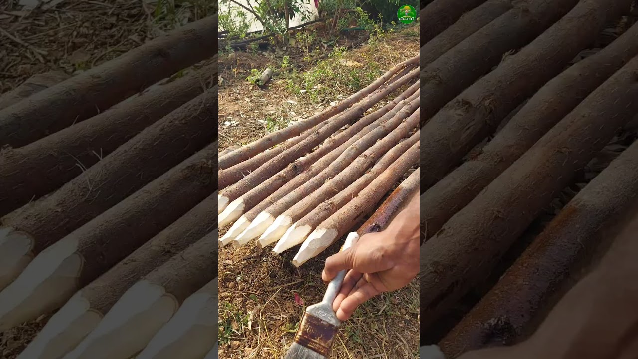 Innovative Tomato Farming with Waste Engine Oil 🌱