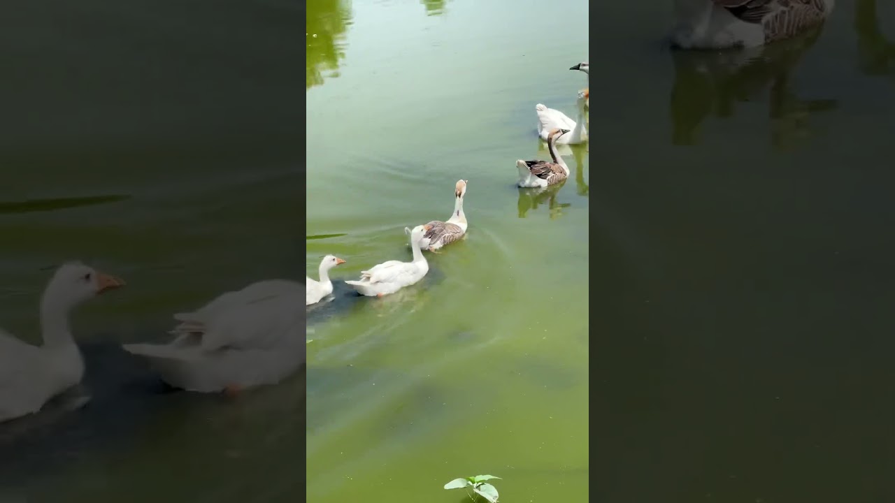 Ducks Quacking Sounds π¦