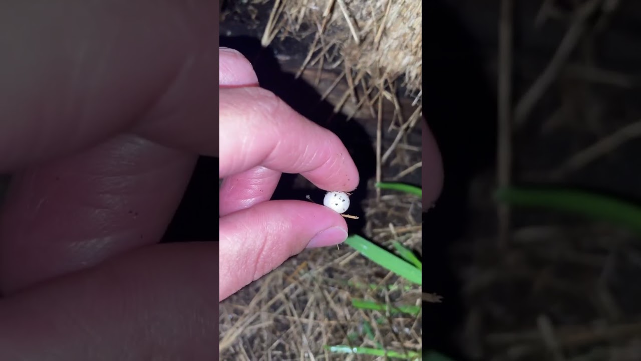 Tiny Eggs Discovered 🥚: What Are They?