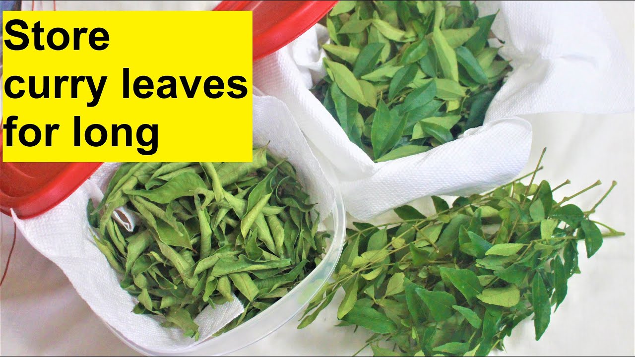 Tips to Store Curry Leaves Long-Term 🌿