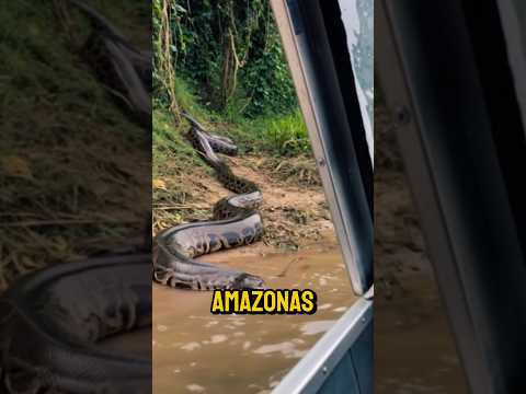 Los 10 animales más peligrosos que habitan el Amazonas #amazonas #mundoanimal