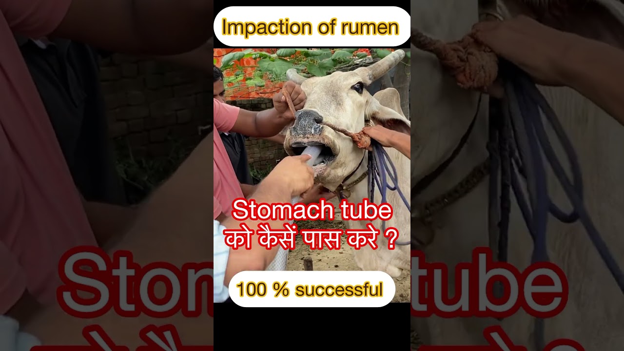 Stomach Tube Insertion for Rumen Issues 🐄