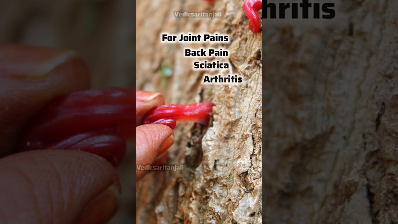 Vedic Recipes Ep-15: Discover the Amazing Benefits of Sehjan Gond (Moringa Gum) 🌿 | Ayurvedic Health Tips