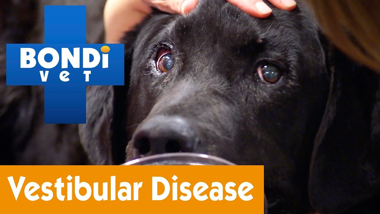 Treating Your Dog's Vestibular Disease ๐ถ
