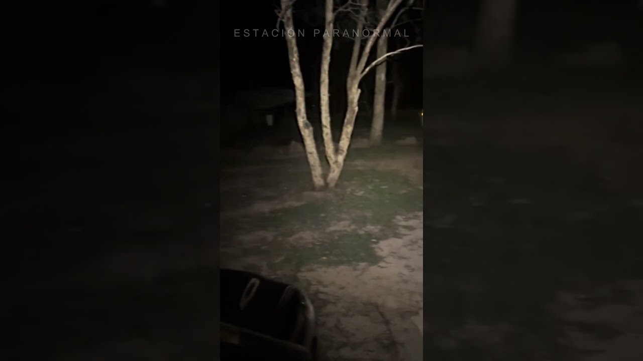 Presencia Extraña en el Bosque Paranormal