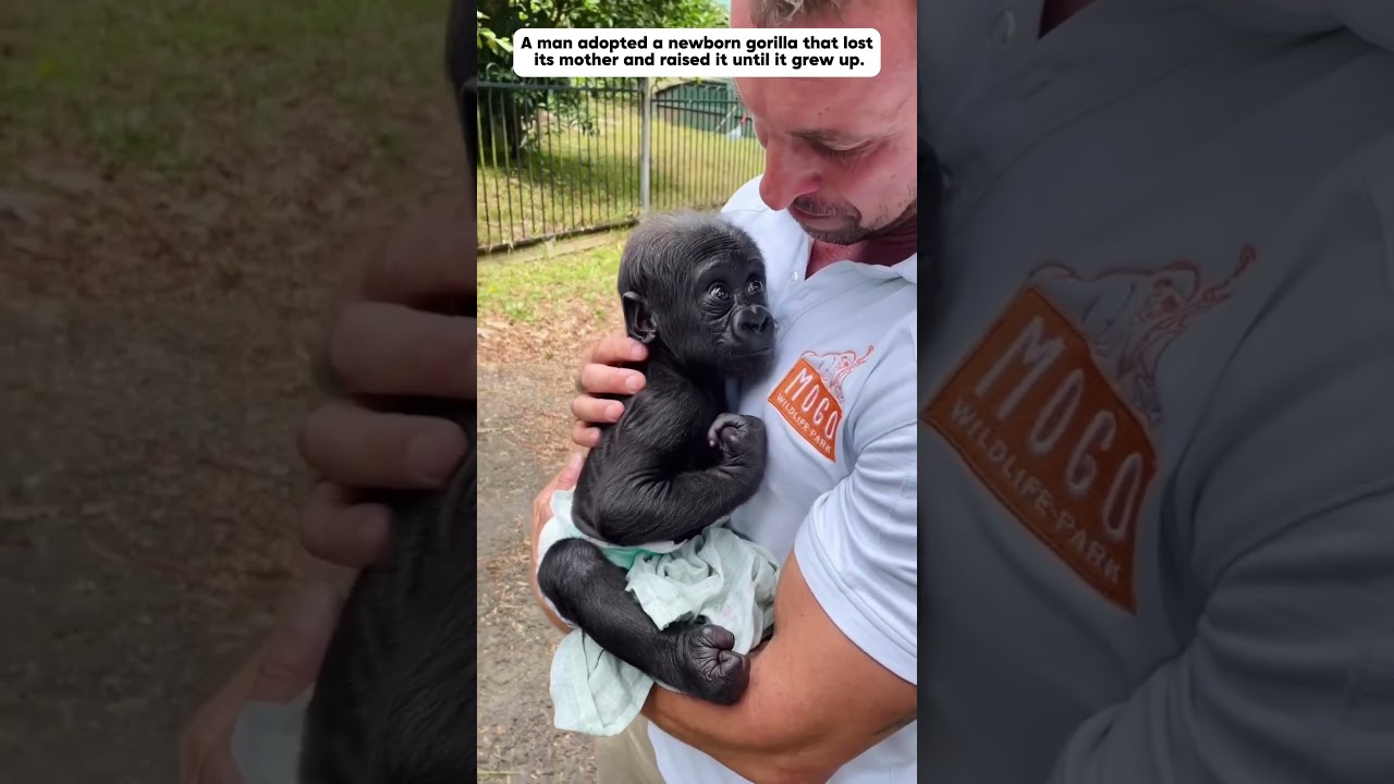 Orphaned Gorilla Finds Love with Humans 🦍