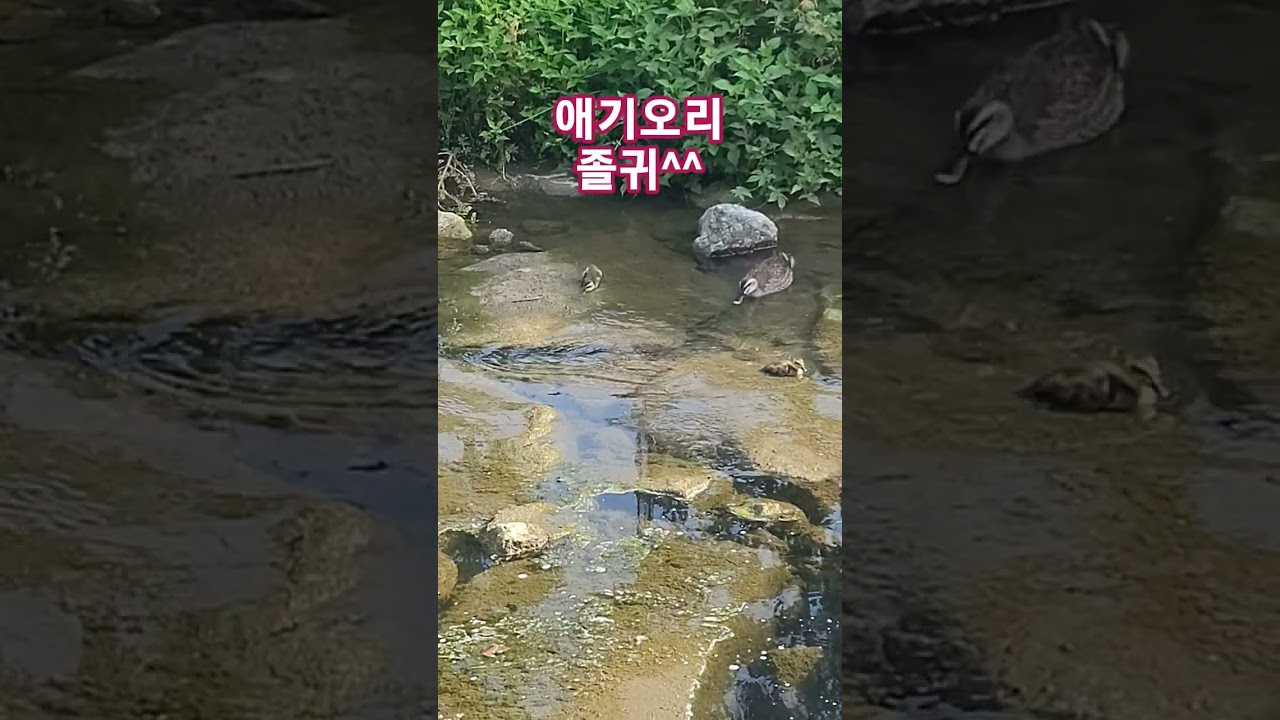 귀여운 애기오리와 화창한 아침 산책 🦆