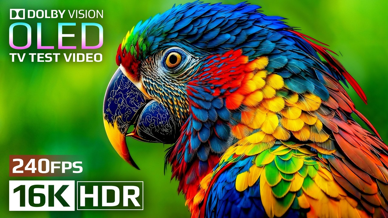 Stunning OLED Demo: 16K HDR, Dolby Vision & 240fps