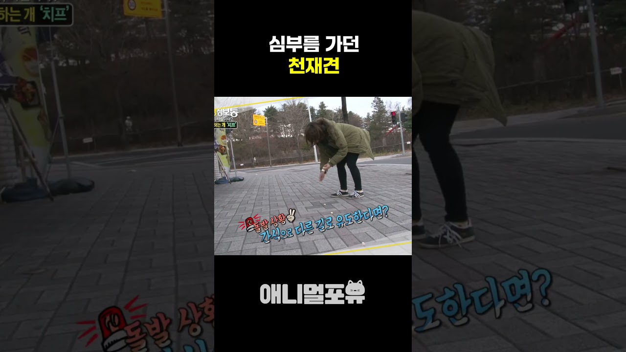 소시지를 발견한 천재 멍🐶