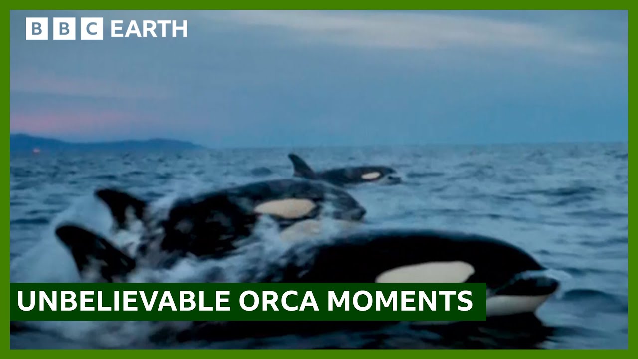 Amazing Orca Encounters | BBC Earth 🐋