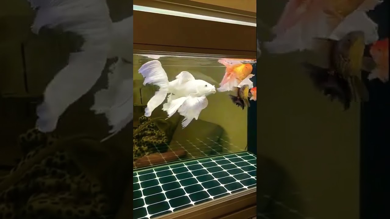 Elegant White Koi Fish 🐟