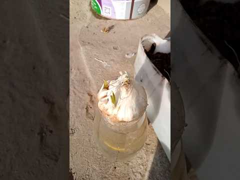 زراعة الثوم في المنزل اسهل واسرع طريقة تزرع بها الثوم 🌱