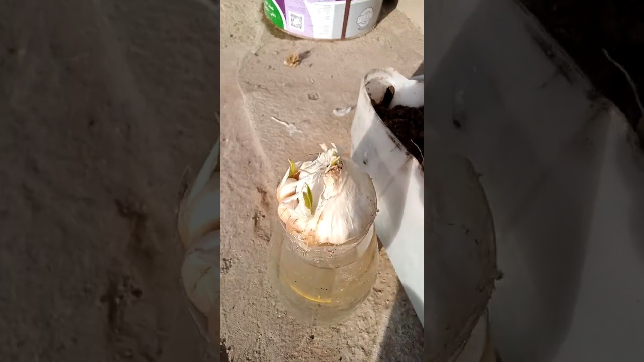 طريقة سهلة وسريعة لزراعة الثوم في المنزل 🌱