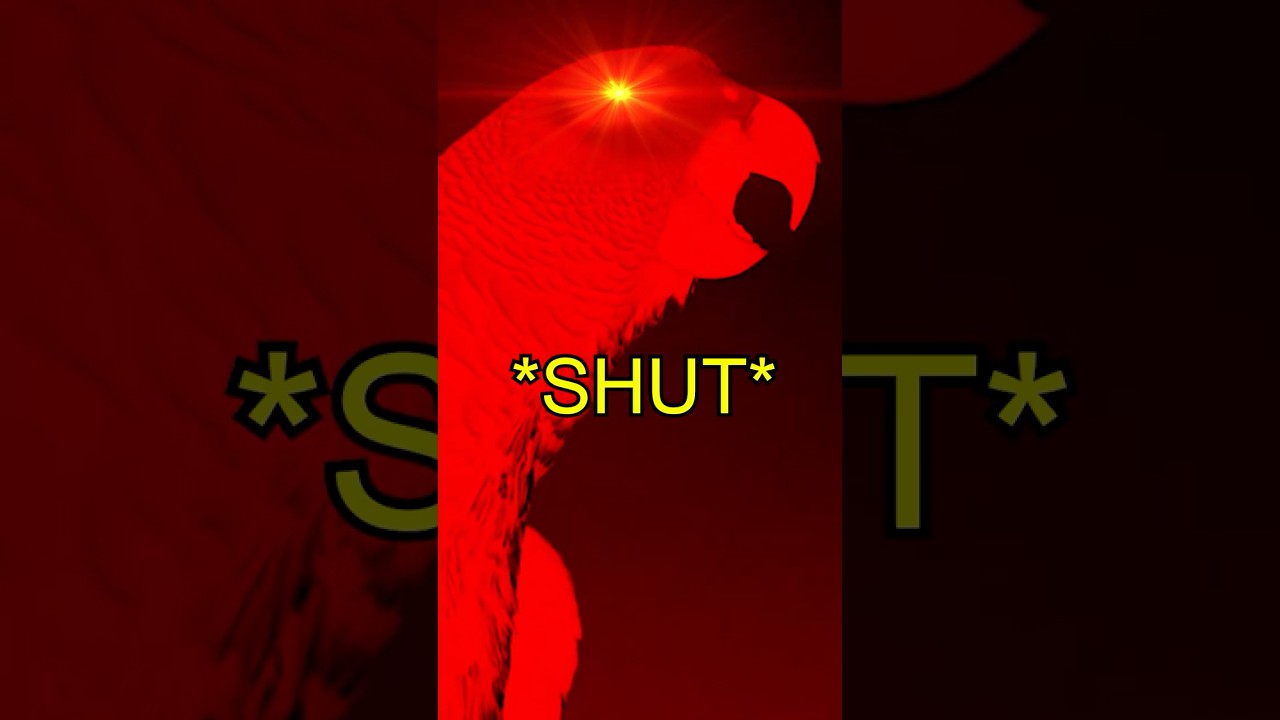 Apollo the Talking African Grey Parrot 🦜