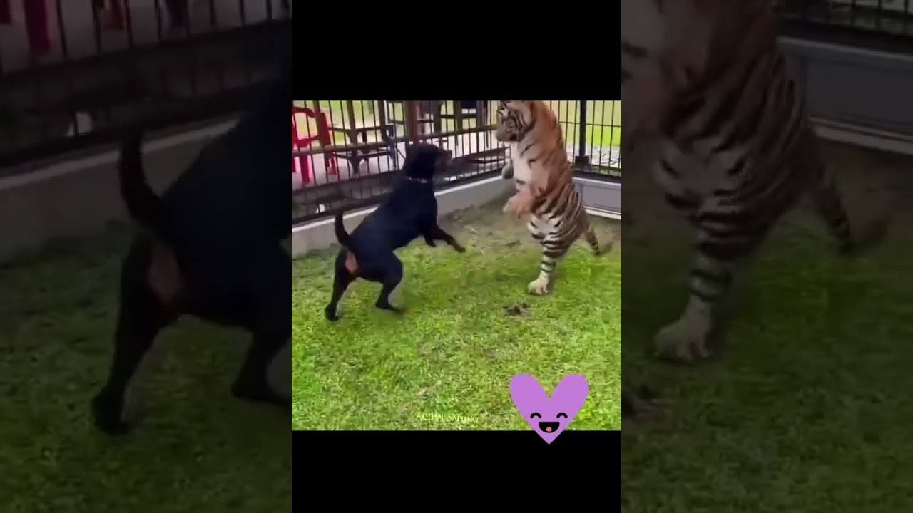 Rottweiler vs Tiger: The Ultimate Showdown 🐾