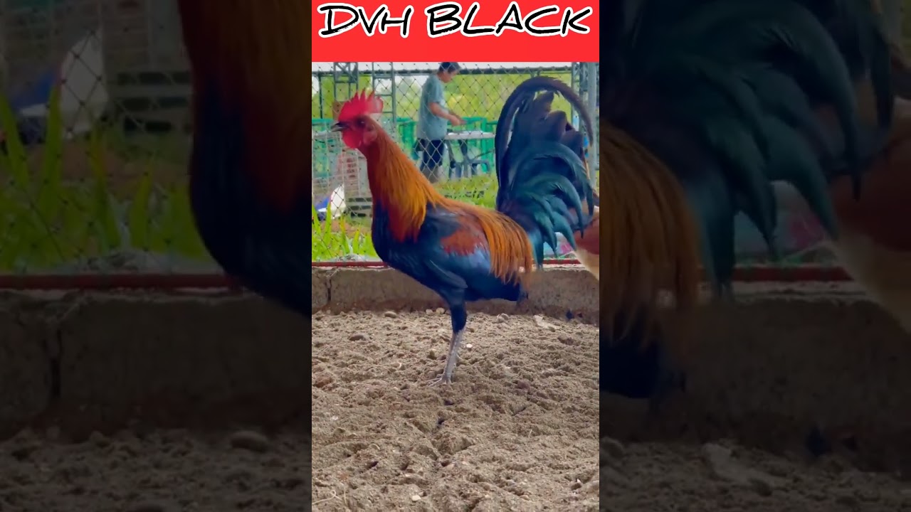DVH and Sons Farm | BLACK