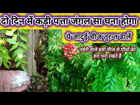 नर्सरी वाले भी अक्टूबर में ये चीज डालकर कड़ी पत्ता को सालों तक हरा भरा और जंगल जैसा घना रखते हैं !!