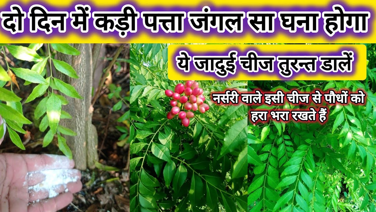 अक्टूबर में कड़ी पत्ता को हरा-भरा और घना कैसे रखें? जानिए आसान टिप्स! 🌿