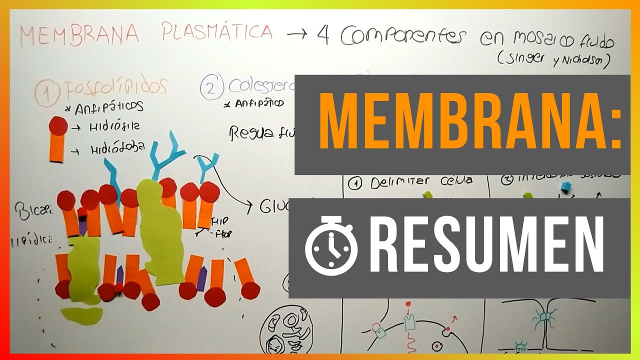 Membrana Plasmática en 3 Minutos 🧬