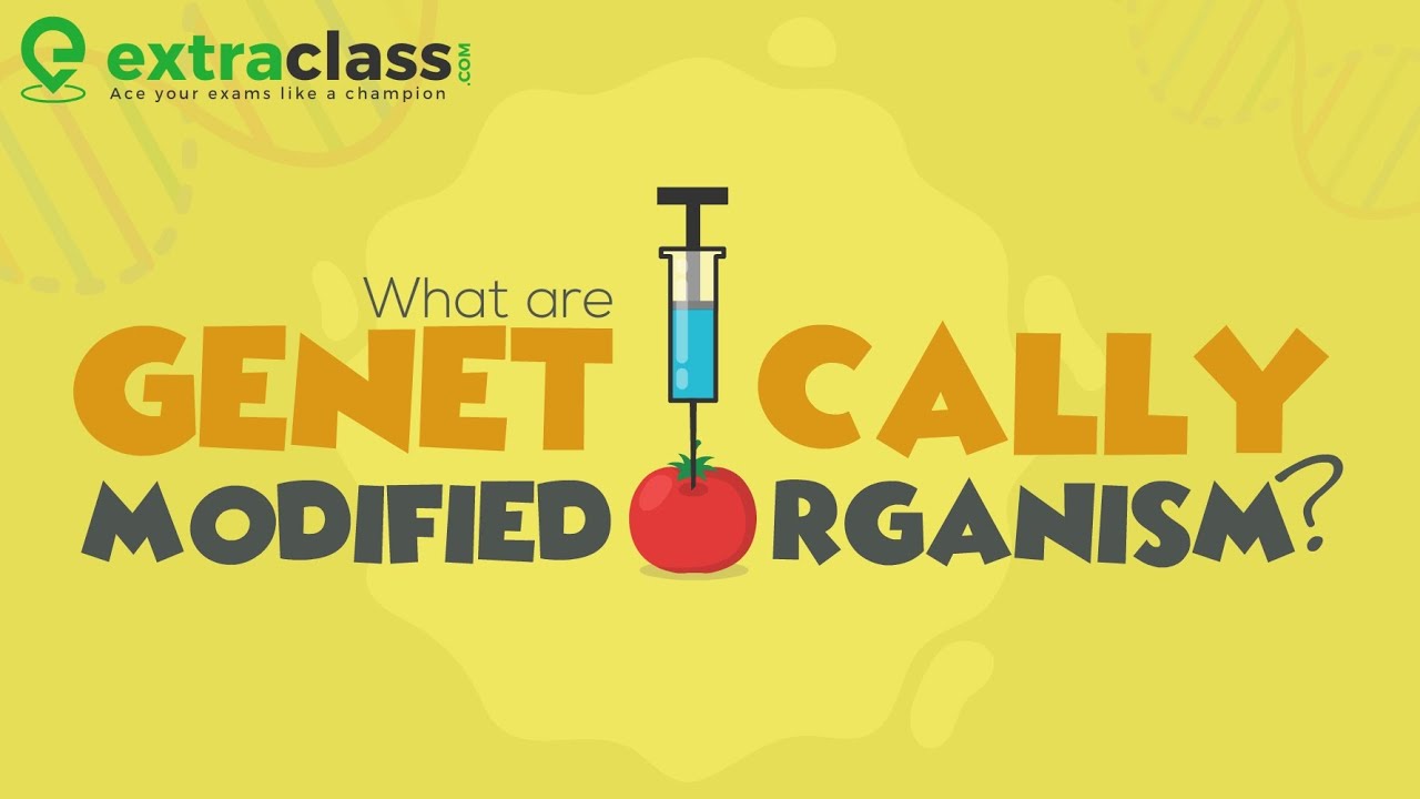 What Are Genetically Modified Organisms? 🧬