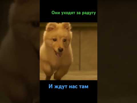 #хатико #hachiko #собака #собаки #драма #фильм  #akita   #топ #dog #преданность #akitainu #akitadog