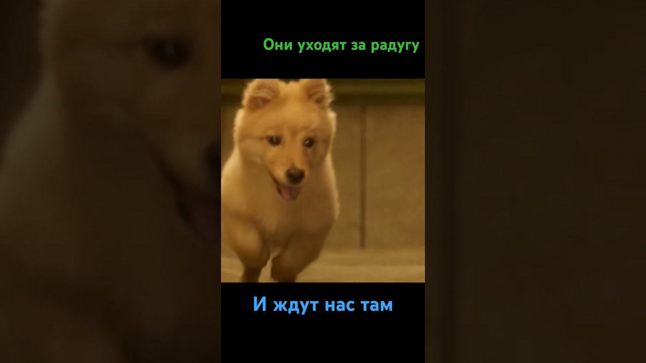 История преданной собаки Хатико: трогательный фильм о верности 🐕