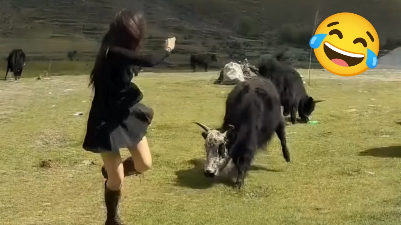 Kumpulan Video Lucu 2025: Momen Kocak & Konyol 😂