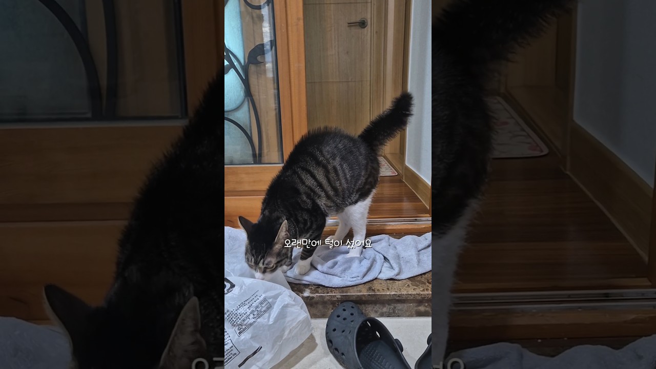 집사의 빠른 제압! 하악질 고양이 😺