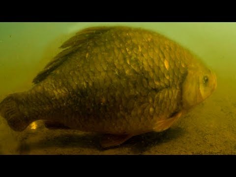 Пойман самый крупный карась в мире — 5.45 кг 🐟