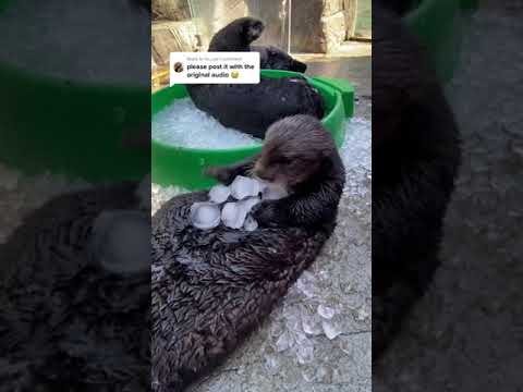 Otters Play with Ice 🦦 #shorts