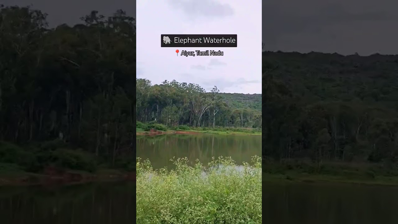 Elephant Waterhole at Aiyur Eco Park 🐘