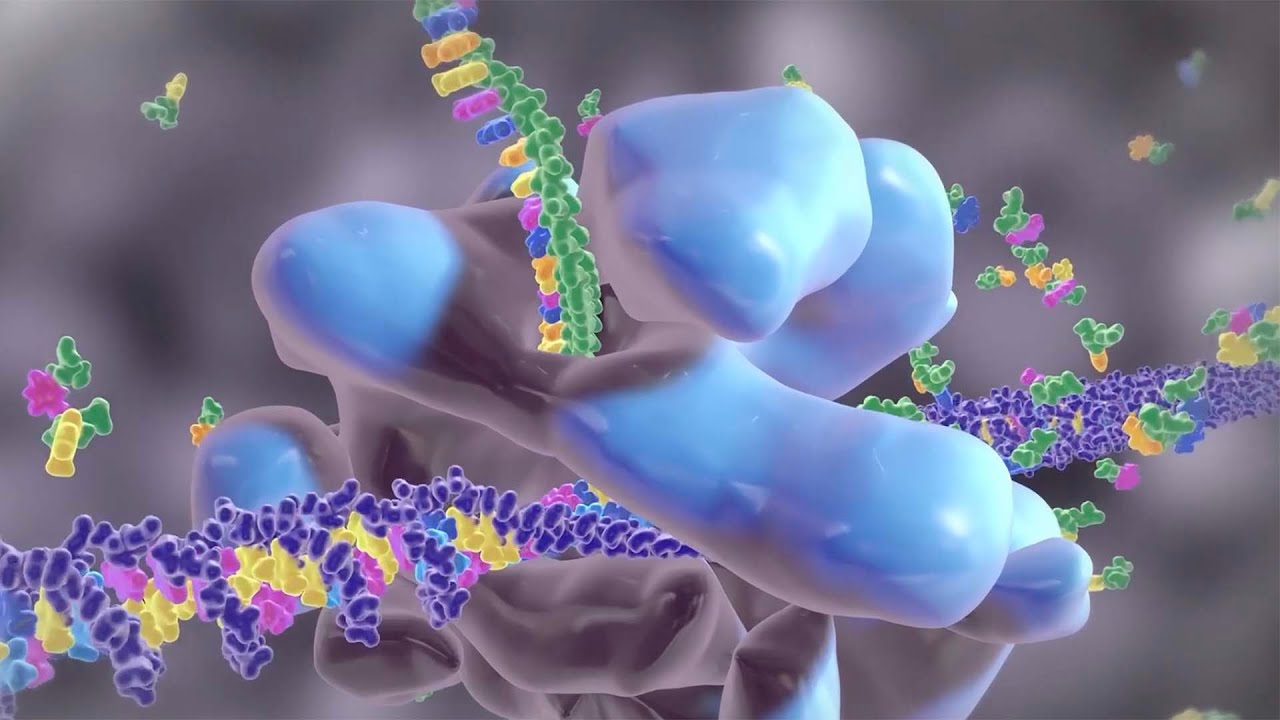 How Your Body Builds Proteins 🧬