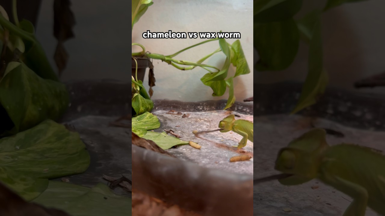 Feeding My Baby Chameleon 🦎