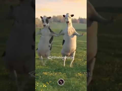 кук жигули✈✈💧💧❄